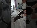 Dancing with Gas is my favorite workout 😂🐶 #dog #gas #cutedog #funnydog #petlife #dogsoftiktok