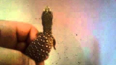 savannah monitor taming new method