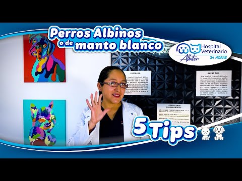 5 tips para el cuidado de perros y gatos albinos o con manto blanco hqdefault
