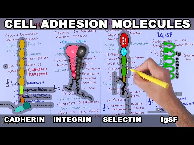 Cell Adhesion Molecules | Structure and Types class=