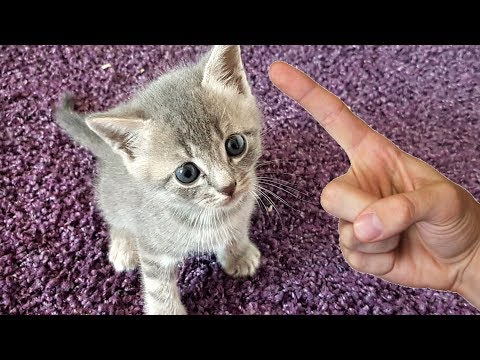 funny-kitty