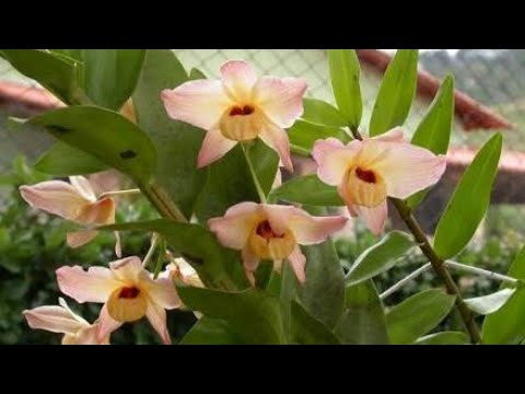 Tirando Dúvida Sobre o Denbrobium Moschatum Orquídea Terrestre. - thptnganamst.edu.vn