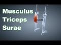 M. Triceps Surae Gastrocnemius + Soleus: Ansatz, Ursprung, Funktion, Dehnung B-Lizenz Prüfung