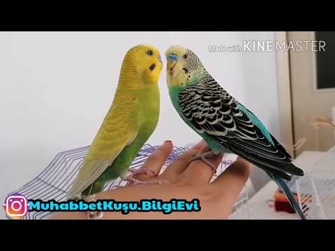 Video: Bir Muhabbet Kuşu Elden Nasıl Yetiştirilir