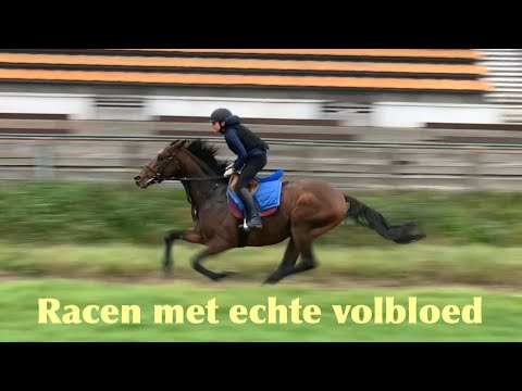 Video: Volbloed Rijpaard