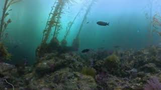 Oceana/Blancpain Expedition 2024 - Return to Rat Reef - Anacapa Island 360 camera