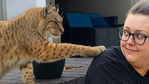 I Live With The Silliest Rescue Bobcat Who Rules The House- Try Not to Smile At His Goofy Antics! 