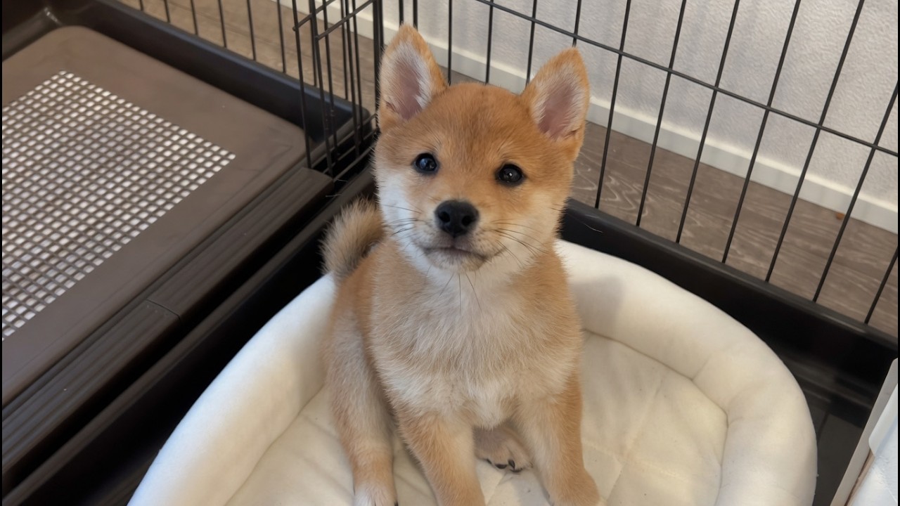 初めての留守番を隠し撮りしたら大号泣してました⋯