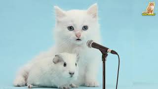 Allahummarhamna Bil Quran  Kucing Sholawat