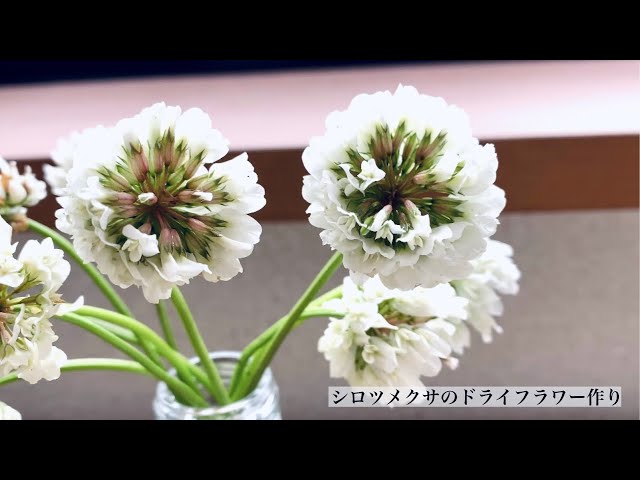 手作りドライフラワー 楽天市場】手作りキット 毎月変わる フラワークラフト 楽天TVで