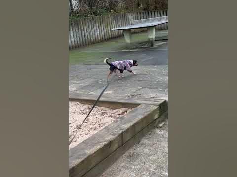 Курочка кудахчет 🐓🐶🐕‍🦺 - YouTube