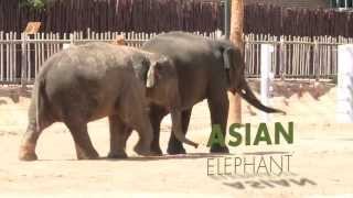 All About Asian Elephants!