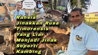 Beli rusa RM26,000, terjual RM40,000. Untung besar ternak rusa timorensis