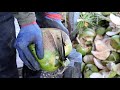 Harvest Season! Amazing Coconut Cutting Skills - Thai Street Food