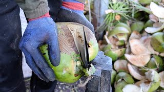 Harvest Season! Amazing Coconut Cutting Skills - Thai Street Food