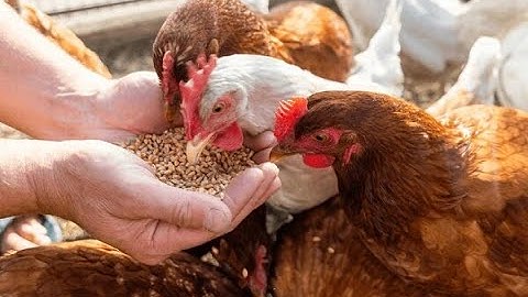 How to Identify Poultry Diseases Instantly Using AI