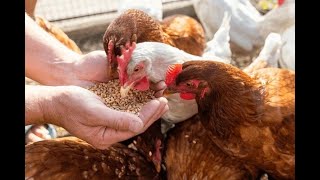 How to Identify Poultry Diseases Instantly Using AI screenshot 1
