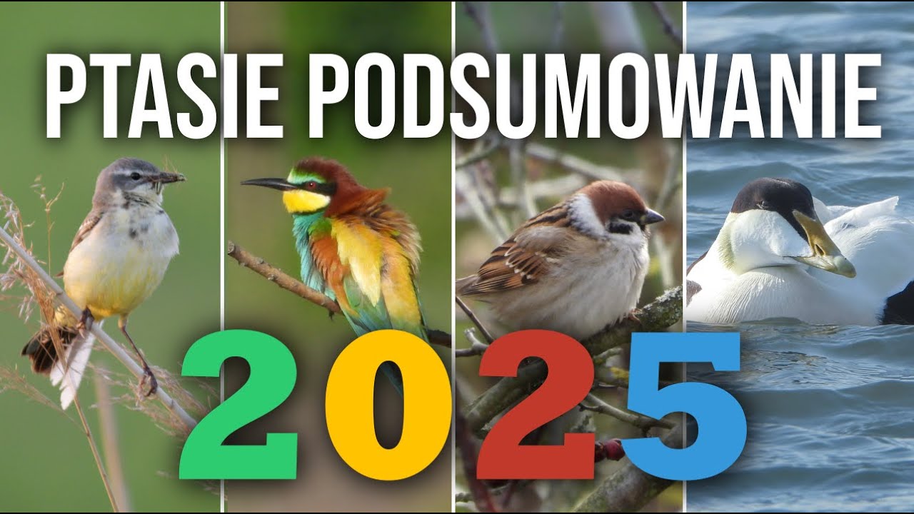 2025 - rok pogoni za ptakami