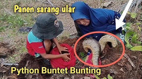 Panen sarang Ular Python Buntet part 1  ||Python Buntet hidup ber kelompok