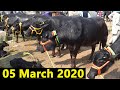 बिकाऊ चार दाँत मुर्रा भैंसें I Visit to Kurali Mandi Punjab 05 March 2020 I For sale Murrah buffalo