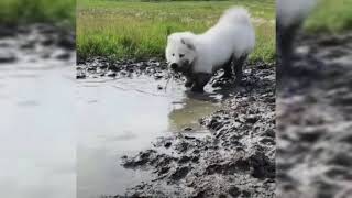 Samoyed Laika Dog Takes Mud Baths.....