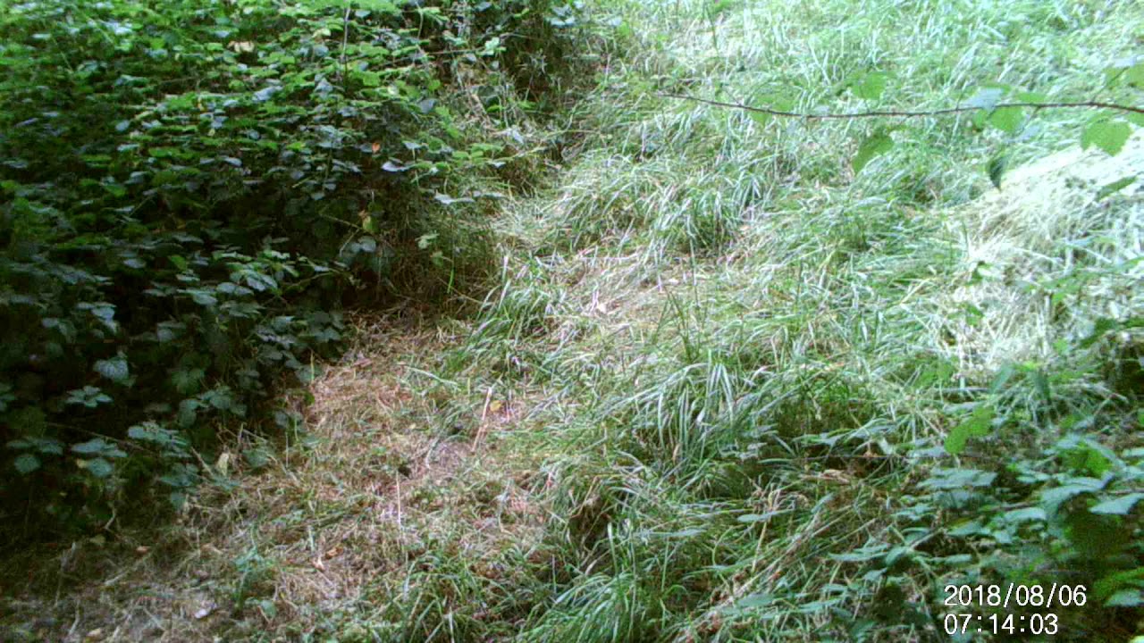 Watch Fox chasing cat on YouTube Watch Fox chasing cat on YouTube