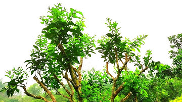 Vườn bưởi ruby được ghép cải tạo trên cây bưởi già cỗi, quá bất ngờ khi chúng phát triển rất mạnh