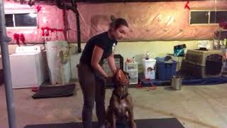 Muzzle training Lily part 2
