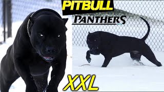 PANTHER? PUMA? No, It's PITBULL XXL  The Most Beautiful BLACK PITBULLS  SPECIAL LINES