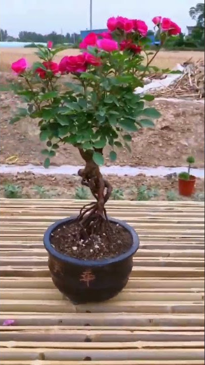 Hoa Hồng Bonsai Ở TQ #bonsai #rose