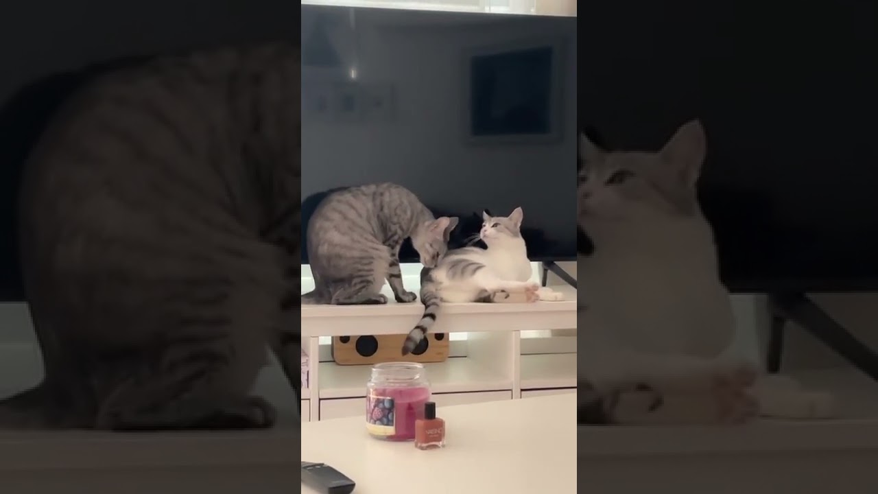 Cat Bites Other Cat On Leg In Front Of Tv