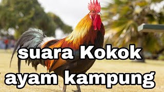 suara Kokok ayam subuh !!!!