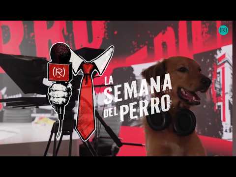 🐶 TRUMP'S DOG OWES MILLIONS AND FER LASALVIA INVESTIGATES | DOG WEEK 2x01