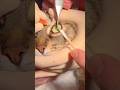 cat #cat #care #botfly