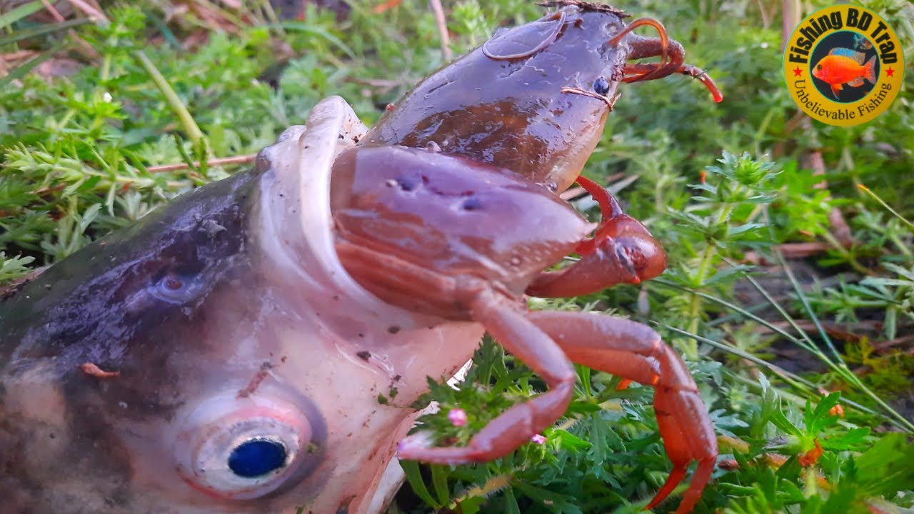 Amazing Big Fish Came Amazing Big Fish Came Out From Underground Best Fish Eggs Short and Entertains