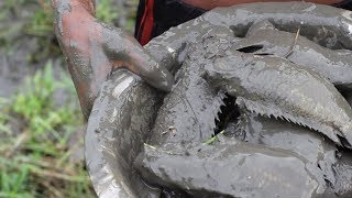 Village Boys Amazing Muddy Water Fishing | Traditional Village Fishing | Fishing Tradition BD