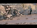 Wildebeest And Zebra Migration Cross The Mara River | Wildlife Animals