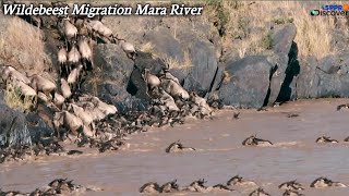 Wildebeest And Zebra Migration Cross The Mara River | Wildlife Animals