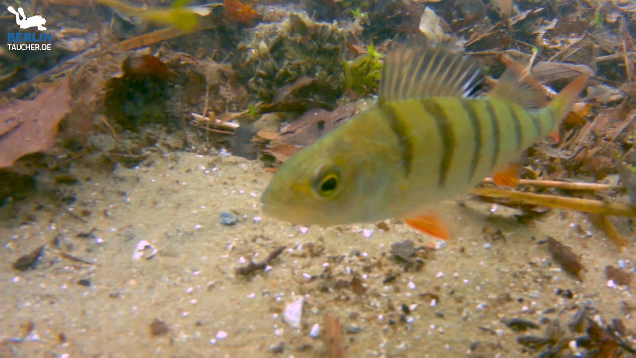 Barsche im Werbellinsee
