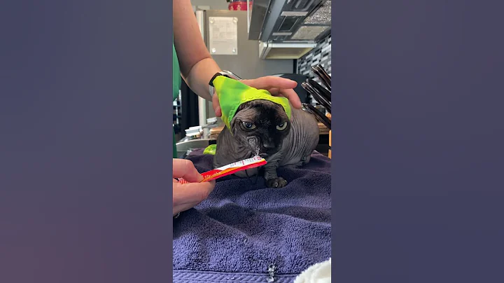 Video 7998911: sphynx cat grooming, sphynx cat ear