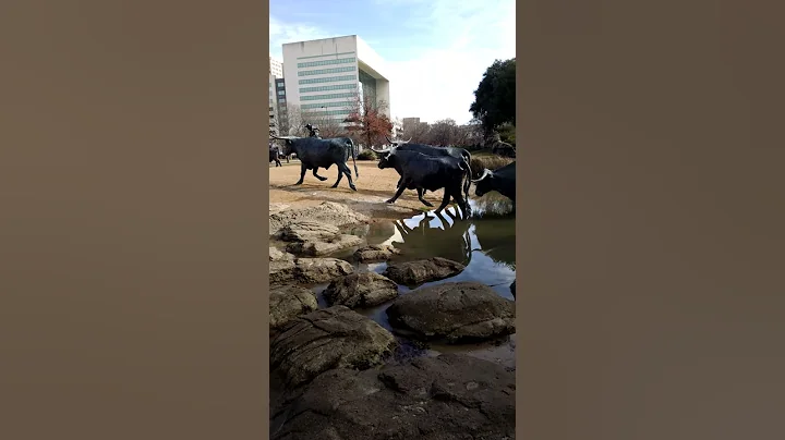 Texas Longhorns