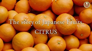 The Story of Japanese Fruits. –Citrus (Vietnam) / Câu chuyện về Trái cây Nhật Bản - Quýt