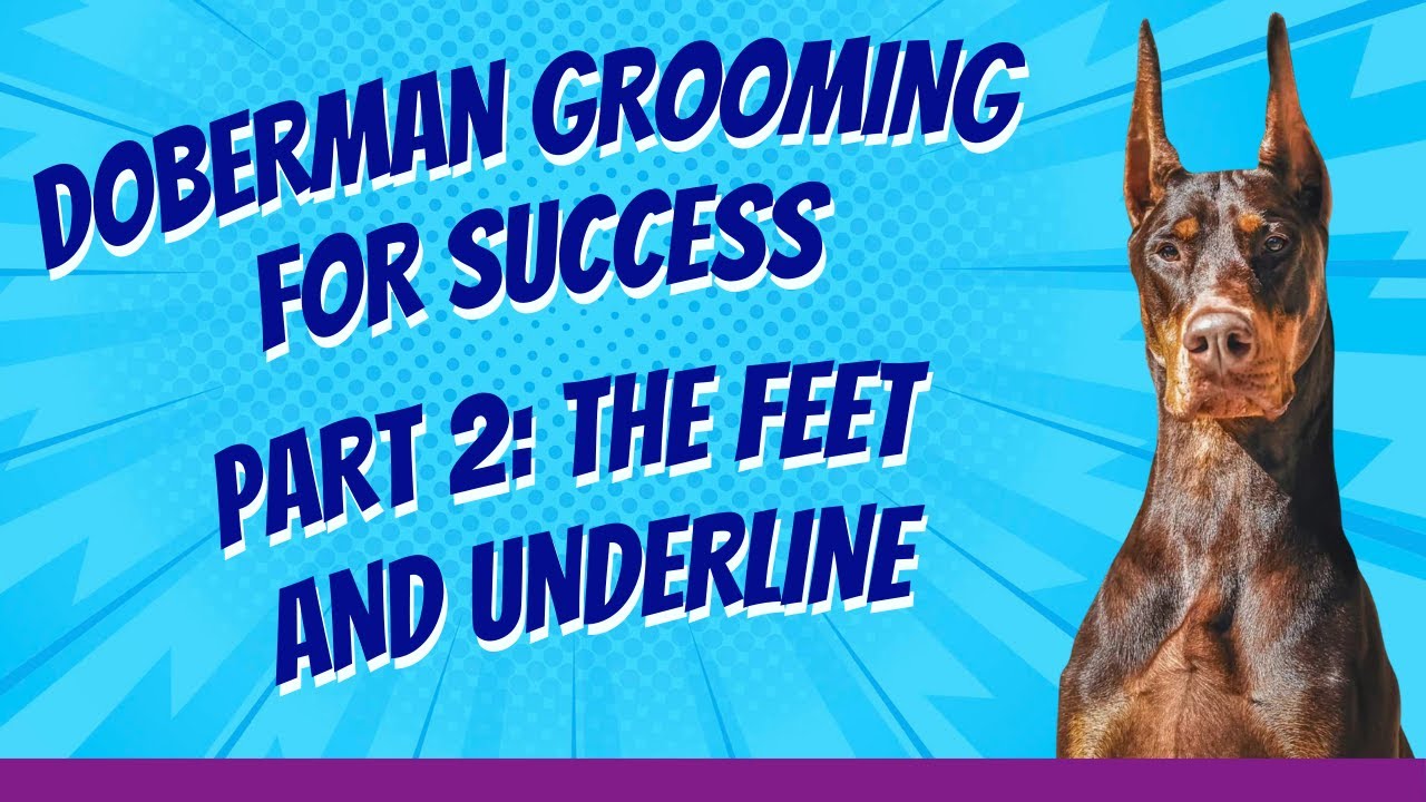 Feet & Underline Grooming for the Doberman - Grooming for Success (Part 2)
