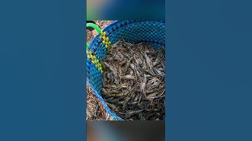 Cận cảnh quậy sìn bắt tôm càng xanh ở miền tây hốt mỏi tay #shorts #crsyfish