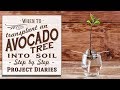 ★ When to: Transplant an Avocado Tree into Soil or Pot on in a Container (An Update & More Info)