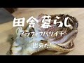 【田舎暮らし】いか一夜干し食ってみる