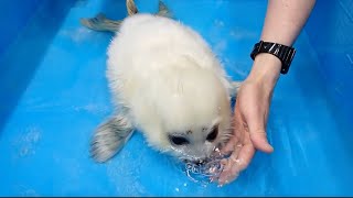 Baby Seal Blowing Bubbles