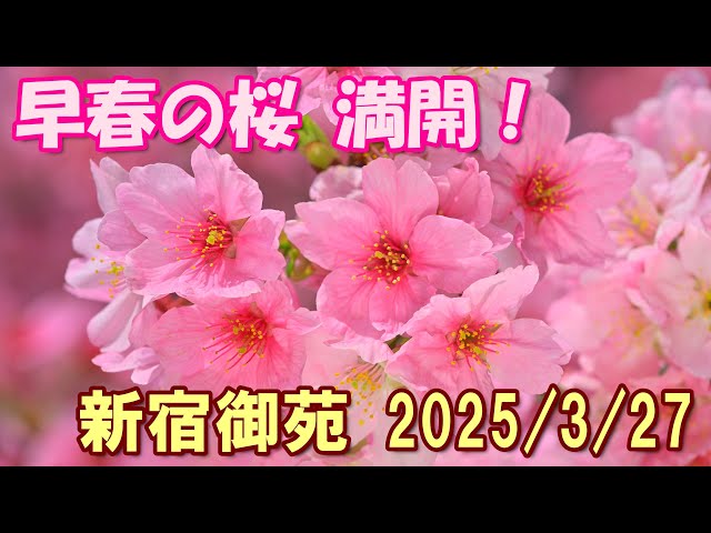 4K】早春の桜（枝垂れ桜、高遠小彼岸、陽光etc）満開！＠新宿御苑2025