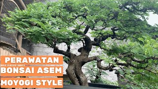 perawatan bonsai asem jawa moyogi style