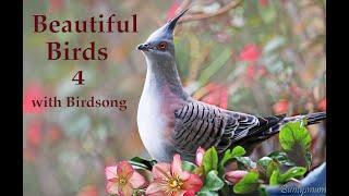 Beautiful Birds  4